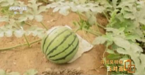 西藏网红吃瓜入口,入口瞬间引发全网热议! 第2张 西藏网红吃瓜入口,入口瞬间引发全网热议! 第2张